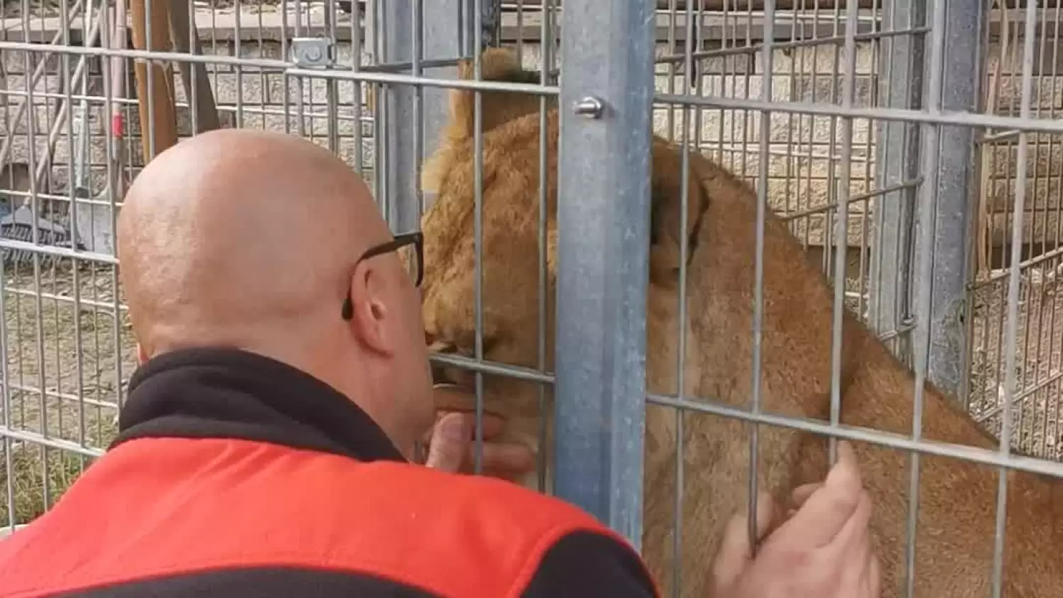 Dzikie zwierzęta.mp4